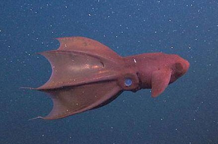 vampire_squid.jpg